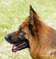 /album/photo-gallery-vollenweider-brigitte/roma-kopf-seite-15-6-08-jpg/